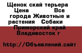 Щенок скай терьера › Цена ­ 20 000 - Все города Животные и растения » Собаки   . Приморский край,Владивосток г.